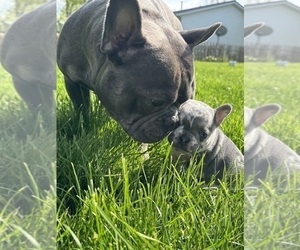 Father of the French Bulldog puppies born on 03/18/2026