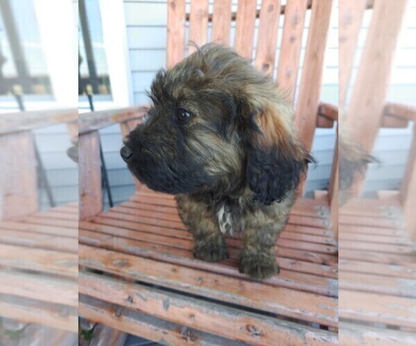 Medium Photo #18 Miniature Labradoodle Puppy For Sale in CLARE, MI, USA