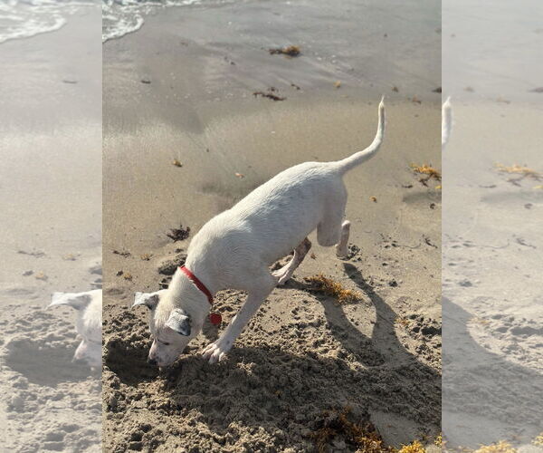 Medium Photo #5 Labrador Retriever-Unknown Mix Puppy For Sale in Royal Palm Beach, FL, USA