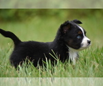 Small #6 Miniature Australian Shepherd