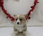 Puppy Rocky Pembroke Welsh Corgi