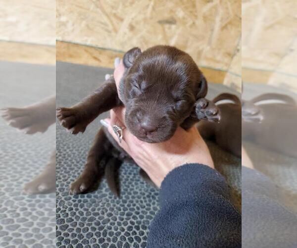Medium Photo #6 Labrador Retriever Puppy For Sale in DUNN, NC, USA