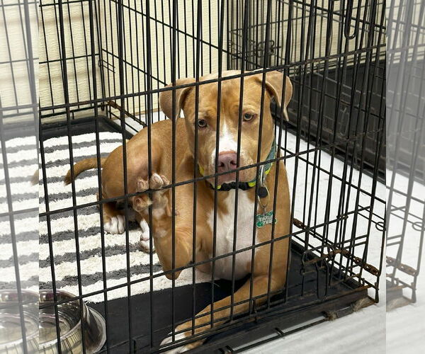 Medium Photo #9 American Pit Bull Terrier-Unknown Mix Puppy For Sale in Houston, TX, USA