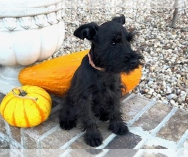 Medium Photo #7 Schnauzer (Miniature) Puppy For Sale in SOMERVILLE, AL, USA