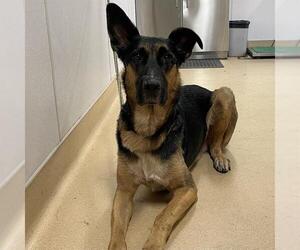 Medium German Shepherd Dog