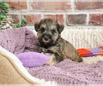 Small #1 Schnauzer (Miniature)