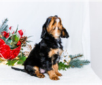Small Photo #13 Cavalier King Charles Spaniel Puppy For Sale in WAKARUSA, IN, USA