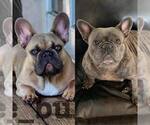 Small Photo #1 French Bulldog Puppy For Sale in LAKE WORTH, FL, USA