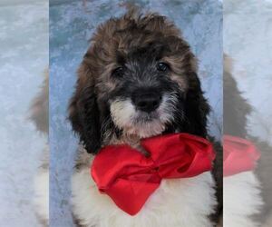 Poodle (Standard)-Saint Berdoodle Mix Puppy for Sale in HOLDEN, Missouri USA