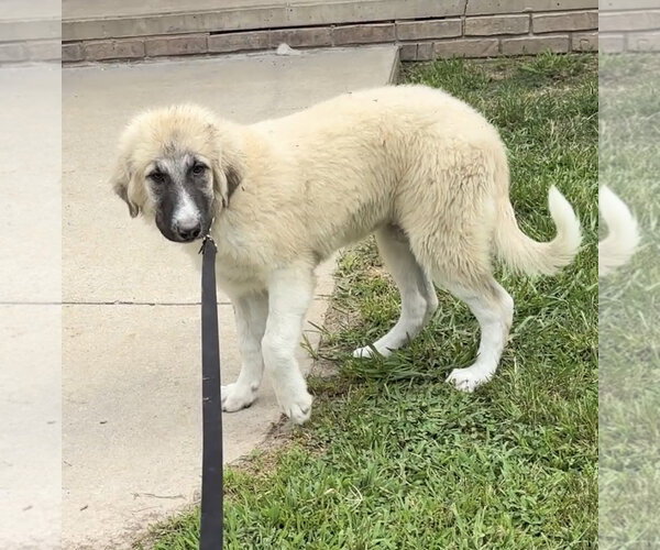 Medium Photo #3 Great Pyrenees Puppy For Sale in Harrison, AR, USA