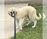 Small #2 Great Pyrenees