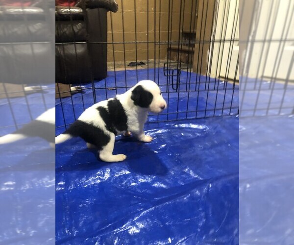 Medium Photo #2 Border Collie Puppy For Sale in EMLENTON, PA, USA