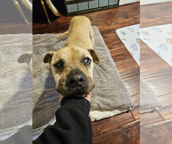 Medium Photo #4 American Pit Bull Terrier-Unknown Mix Puppy For Sale in Chico, CA, USA