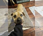 Small #3 American Pit Bull Terrier Mix