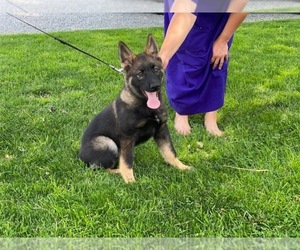 View Ad: German Shepherd Dog-Norwegian Elkhound Mix Puppy for Sale near ...