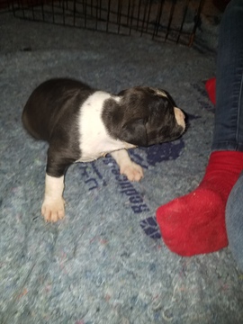 Medium Photo #25 American Pit Bull Terrier Puppy For Sale in GRIFFIN, GA, USA