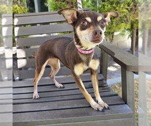 Chihuahua Dogs for adoption in Long Beach, CA, USA