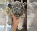 Small #2 French Bulldog