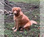 Small Photo #4 Golden Retriever Puppy For Sale in Mount Airy, NC, USA