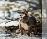 Small Photo #1 Bulldog Puppy For Sale in OOLOGAH, OK, USA