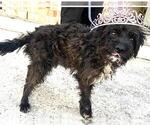 Small Poodle (Miniature) Mix
