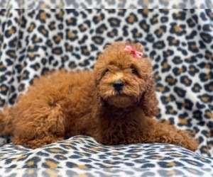 Cockapoo Puppy for sale in LAKELAND, FL, USA