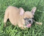 Puppy Blue Fawn French Bulldog