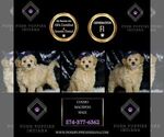 Small Photo #90 Maltipoo (Miniature) Puppy For Sale in WARSAW, IN, USA