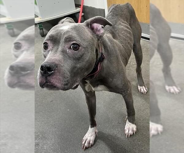 Medium Photo #1 Mutt Puppy For Sale in Forestville, MD, USA