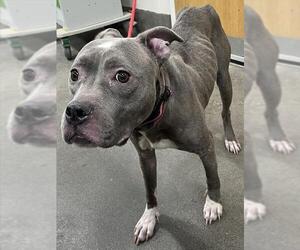 Mutt Dogs for adoption in Forestville, MD, USA