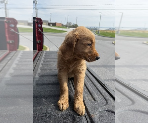 Medium Photo #3 Golden Retriever Puppy For Sale in LAKELAND, FL, USA