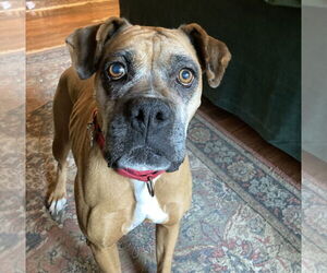 Boxer Dogs for adoption in Woodbury, MN, USA