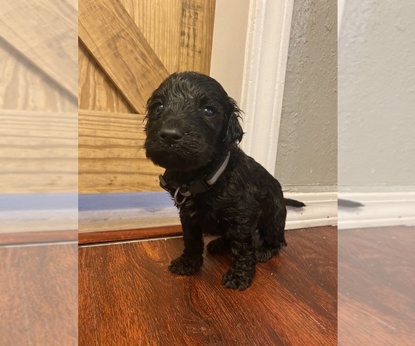 Medium Photo #9 Goldendoodle Puppy For Sale in MANNFORD, OK, USA