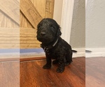 Small Photo #9 Goldendoodle Puppy For Sale in MANNFORD, OK, USA