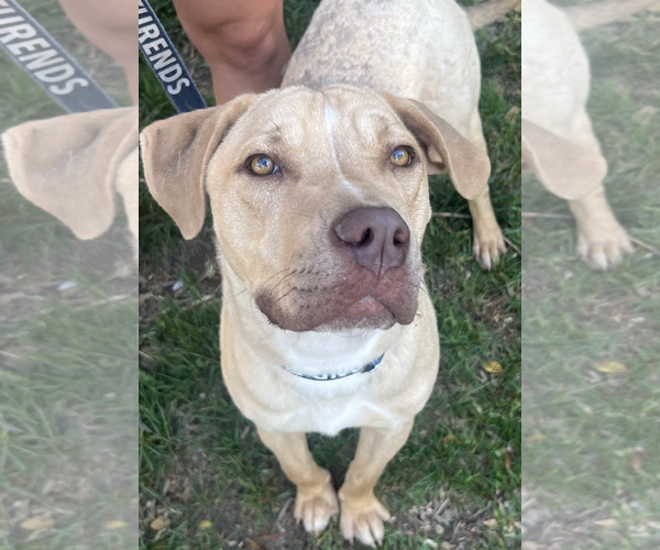 Medium Photo #2 Labrador Retriever-Unknown Mix Puppy For Sale in Rockville, MD, USA