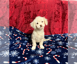 Cavapoo Puppy for sale in JEFFERSONVILLE, IN, USA