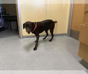 Labrador Retriever Dogs for adoption in Orange, CA, USA