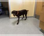 Small Labrador Retriever