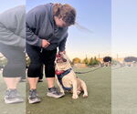 Small #3 Bulldog Mix