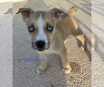 Small Photo #2 Mutt Puppy For Sale in Royal Palm Beach, FL, USA