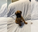 Puppy Puppy 2 Fawn F Boxer