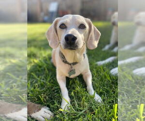 Beagle-Unknown Mix Dogs for adoption in W Hollywood, CA, USA