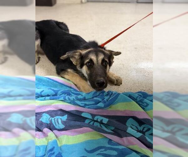 Medium Photo #1 German Shepherd Dog-Unknown Mix Puppy For Sale in Riverside, CA, USA
