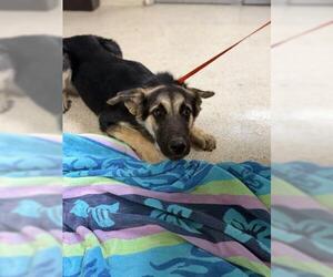 German Shepherd Dog-Unknown Mix Dogs for adoption in Riverside, CA, USA