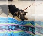 Small German Shepherd Dog Mix