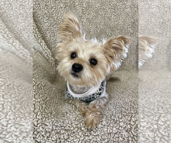 Medium Photo #3 Mutt Puppy For Sale in Allentown,, PA, USA