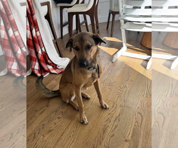 Medium Photo #5 Mutt Puppy For Sale in San Diego, CA, USA