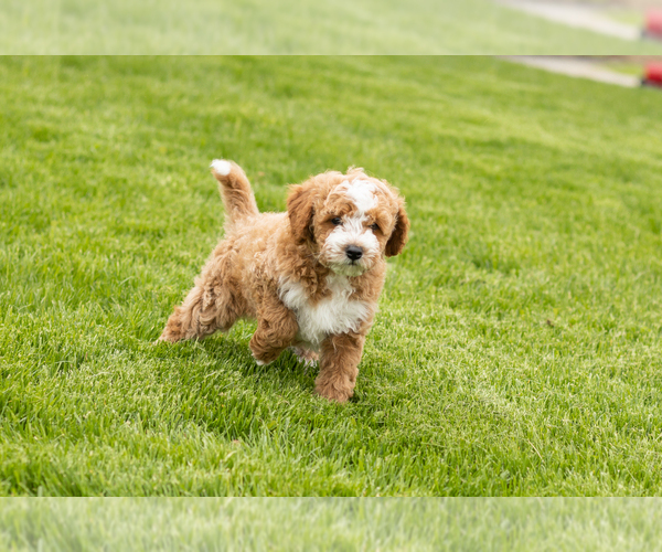 Medium Photo #1 Goldendoodle (Miniature) Puppy For Sale in WOLCOTTVILLE, IN, USA