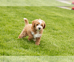 Image preview for Ad Listing. Nickname: Tucker