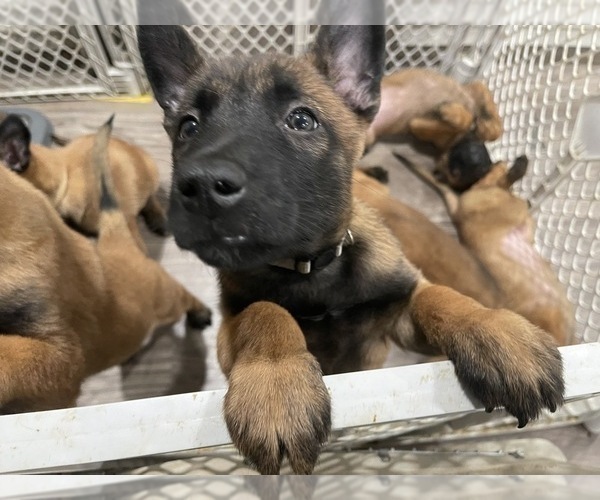 Medium Photo #253 Belgian Malinois Puppy For Sale in REESEVILLE, WI, USA